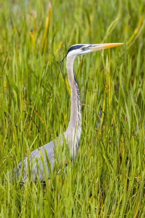 Framed Print : Great Blue Heron (Ardea herodias) Viera Wetlands Brevard County FL Framed Print : Great Blue Heron (Ardea herodias) Viera Wetlands Brevard County FL