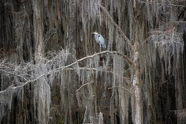 Great blue heron in bald cypress forest