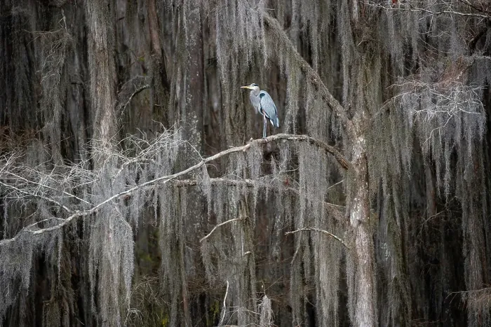 Framed Print : Great blue heron in bald cypress forest