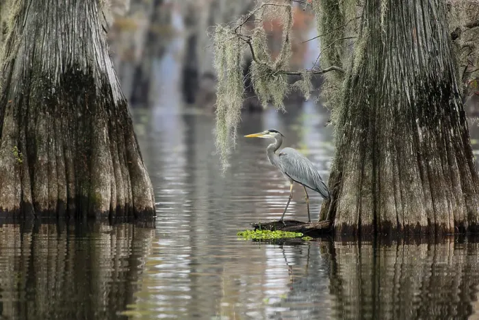 Framed Print : Great blue heron among bald cypress trees, Caddo Lake, Texas Framed Print : Great blue heron among bald cypress trees, Caddo Lake, Texas