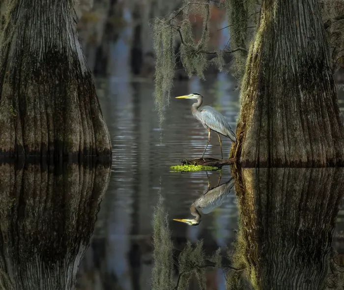 Framed Print : Great blue heron among bald cypress trees, Caddo Lake, Texas Framed Print : Great blue heron among bald cypress trees, Caddo Lake, Texas