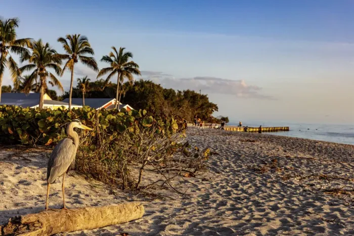 Framed Print : Great blue heron at Blind Pass Beach on Sanibel Island, Florida, USA