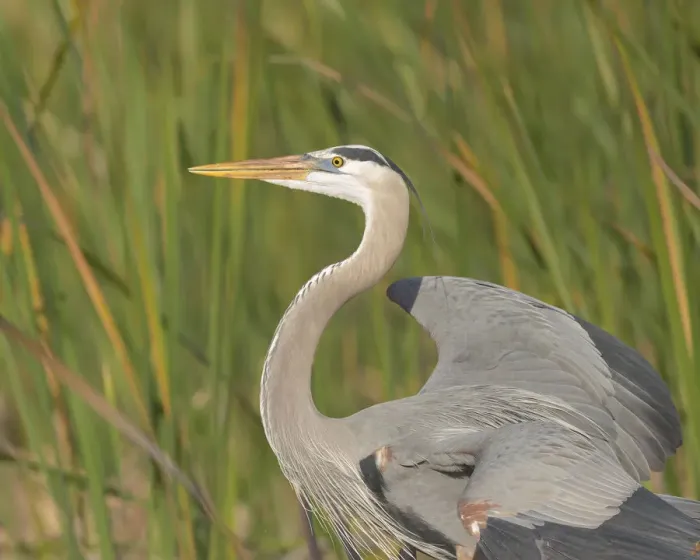 Framed Print : Great blue heron in breeding plumage, Blue Heron Wetlands, Florida, USA Framed Print : Great blue heron in breeding plumage, Blue Heron Wetlands, Florida, USA