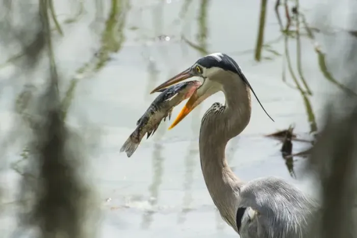 Framed Print : Great Blue Heron with fish in mouth