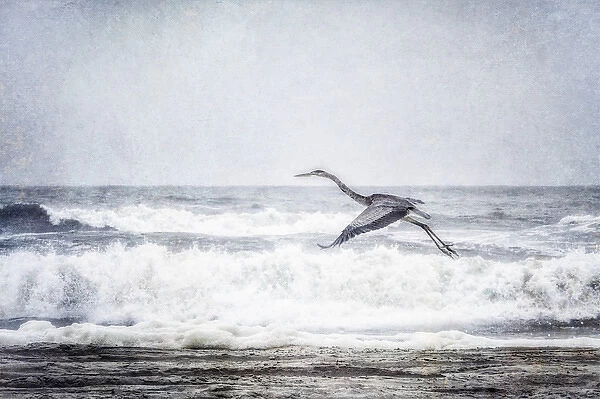 Great Blue Heron in flight at the ocean: Outer Banks, North Caroline