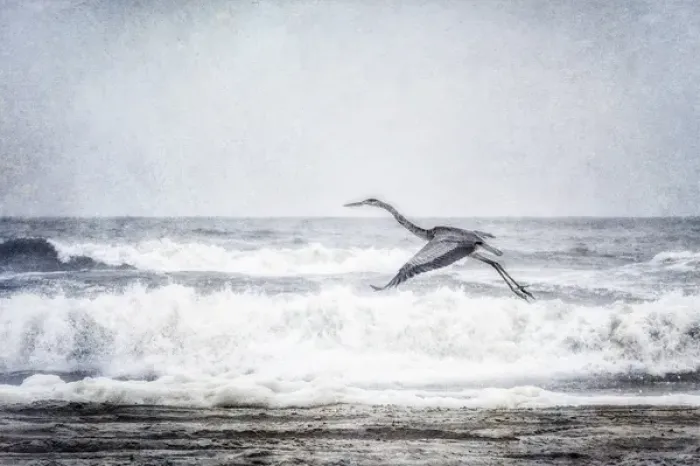 Framed Print : Great Blue Heron in flight at the ocean: Outer Banks, North Caroline Framed Print : Great Blue Heron in flight at the ocean: Outer Banks, North Caroline