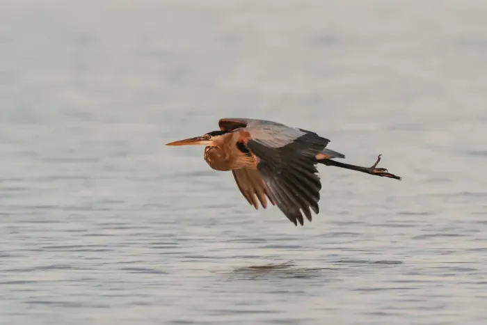 Framed Print : Great Blue Heron in flight, South Padre Island, Texas Framed Print : Great Blue Heron in flight, South Padre Island, Texas