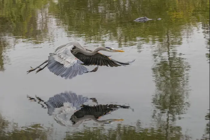 Framed Print : Great blue heron flying with reflection, Merritt Island National Wildlife Refuge, Florida Framed Print : Great blue heron flying with reflection, Merritt Island National Wildlife Refuge, Florida