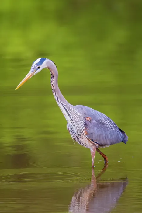 Framed Print : Great blue heron hunting crayfish in wetland, Marion County, Illinois