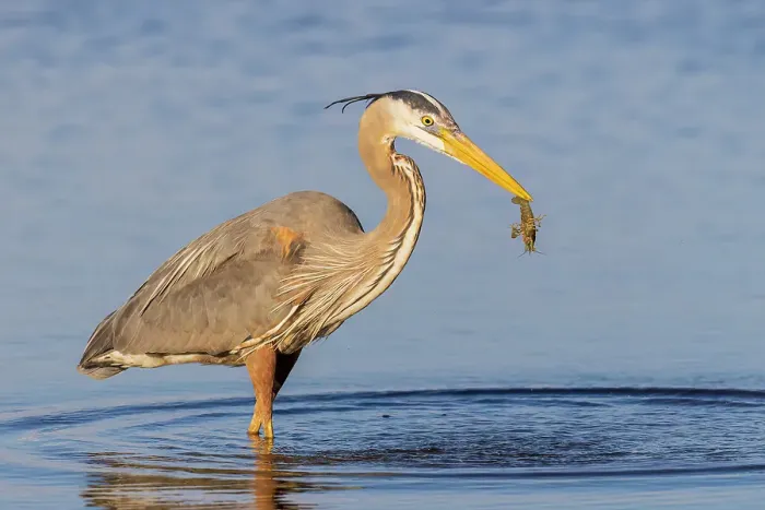 Framed Print : Great blue heron hunting crayfish in wetland, Marion County, Illinois