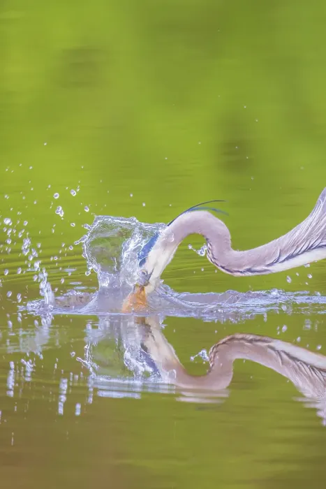 Framed Print : Great blue heron hunting crayfish in wetland, Marion County, Illinois Framed Print : Great blue heron hunting crayfish in wetland, Marion County, Illinois