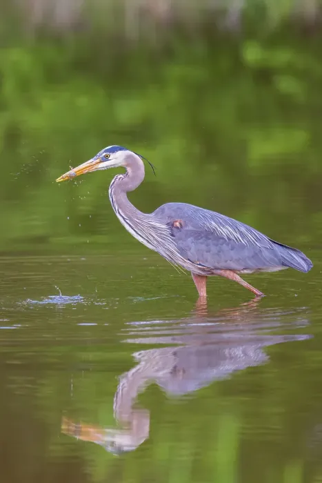 Framed Print : Great blue heron hunting crayfish in wetland, Marion County, Illinois Framed Print : Great blue heron hunting crayfish in wetland, Marion County, Illinois