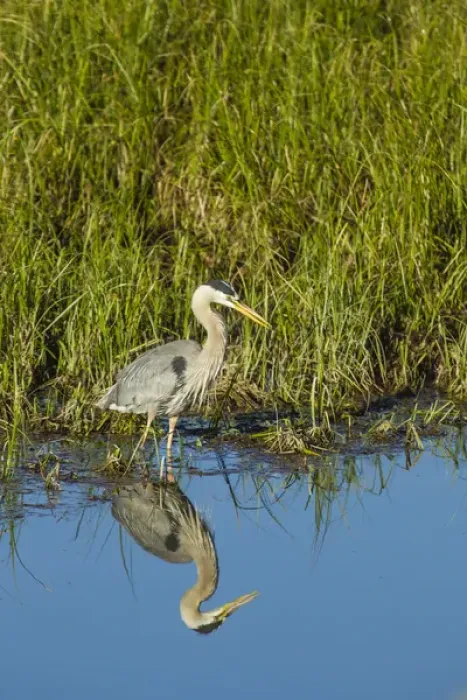 Framed Print : Great Blue Heron Hunting and Reflected in the Waters of Oxbow Bend, Grand Teton National Framed Print : Great Blue Heron Hunting and Reflected in the Waters of Oxbow Bend, Grand Teton National