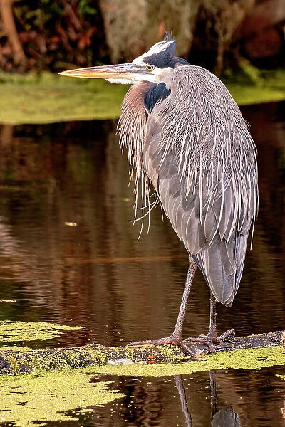 Great Blue Heron, Lakeland, Florida