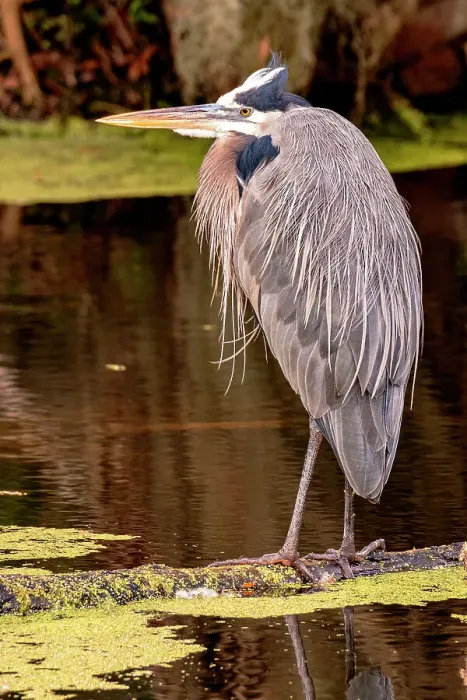 Framed Print : Great Blue Heron, Lakeland, Florida