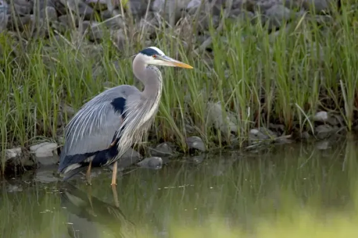 Framed Print : Great blue heron at Maumee Bay Refuge, Ohio. maumee bay refuge, ohio, water