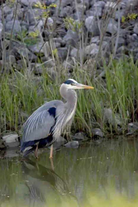 Framed Print : Great blue heron at Maumee Bay Refuge, Ohio