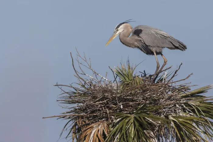 Framed Print : Great blue heron on nest Framed Print : Great blue heron on nest
