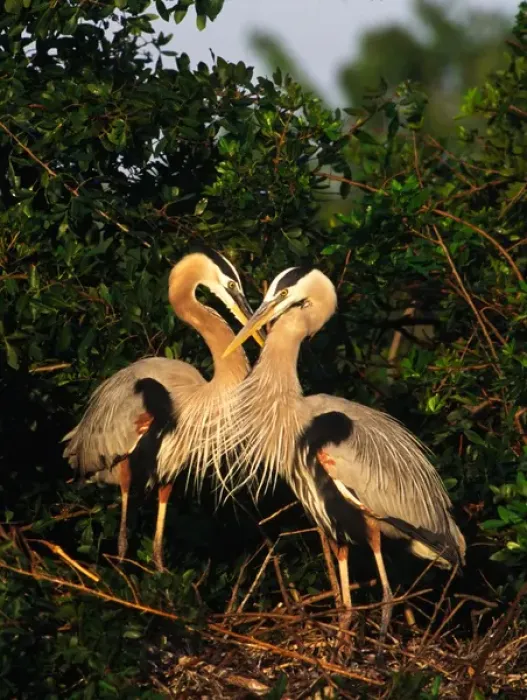 Framed Print : Great Blue Heron pair on nest in early morning light. USA, Florida, Venice Framed Print : Great Blue Heron pair on nest in early morning light. USA, Florida, Venice