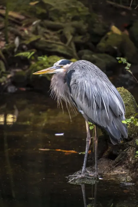 Framed Print : Great Blue Heron, puffed and scrunched in, standing on the waters edge