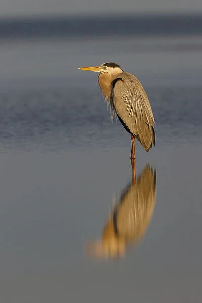 Great Blue Heron and reflection, South Padre Island, Texas