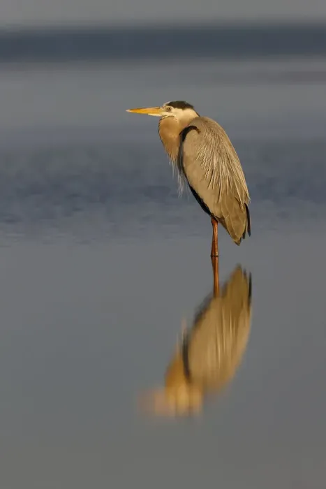 Framed Print : Great Blue Heron and reflection, South Padre Island, Texas