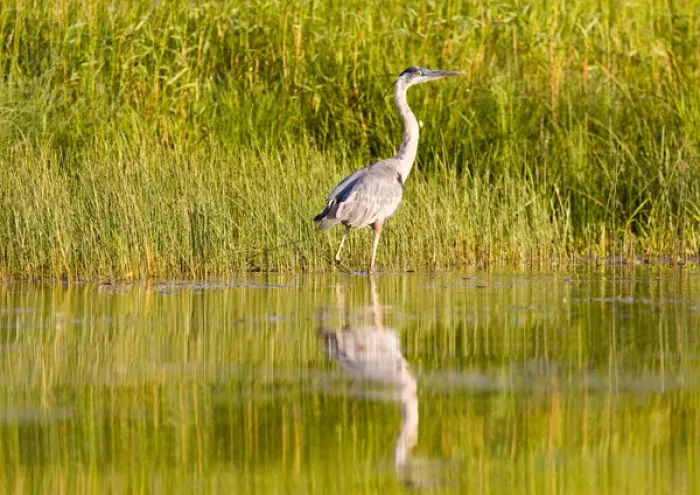 Framed Print : Great blue heron along the shoreline of Whitefish Lake in Montana