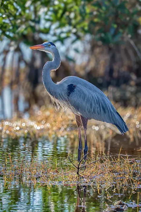 Framed Print : A great blue heron stands majestically over the wetland it calls home Framed Print : A great blue heron stands majestically over the wetland it calls home