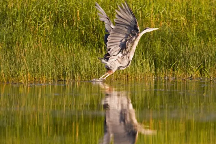 Framed Print : Great blue heron takes off for flight along the shoreline of Whitefish Lake in Montana Framed Print : Great blue heron takes off for flight along the shoreline of Whitefish Lake in Montana