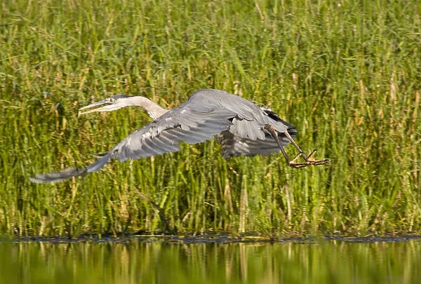 Great Blue Heron takes off from Lazy Creek near Whitefish Montana