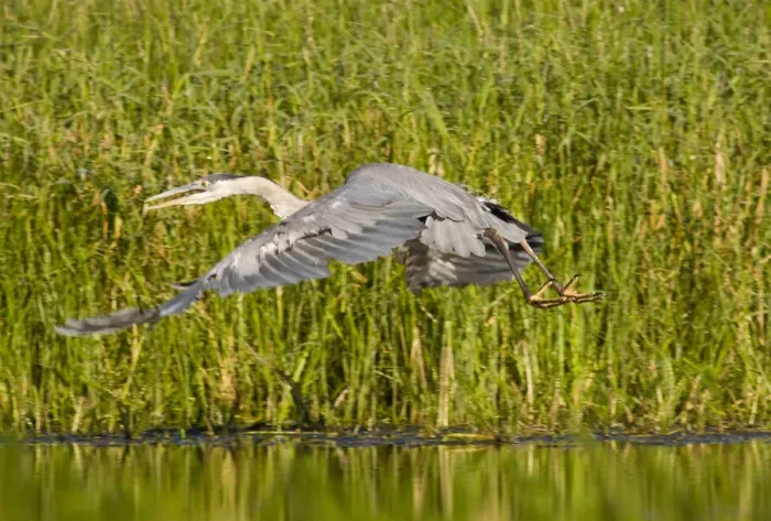 Framed Print : Great Blue Heron takes off from Lazy Creek near Whitefish Montana