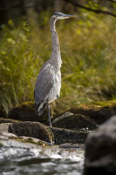 A Great Blue Heron waits for fish on the Connecticut River in Pittsburgh, New Hampshire