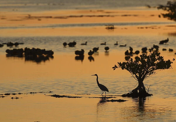 Great Blue Heron and water birds in mangroves at sunset Merritt Island NWR, Florida