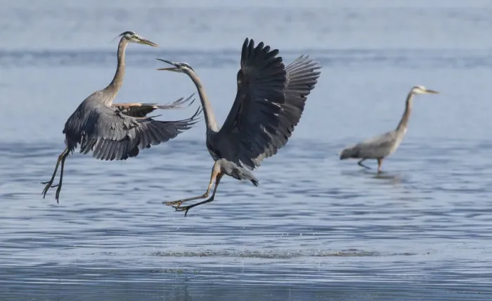 Framed Print : Great Blue Herons, a scuffle over fishing spot Framed Print : Great Blue Herons, a scuffle over fishing spot