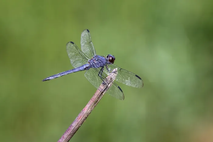 Framed Print : Great blue skimmer dragonfly, Kentucky Framed Print : Great blue skimmer dragonfly, Kentucky