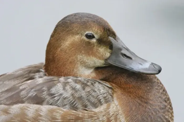 Framed Print : Great Britain, London. Close-up of pochard duck