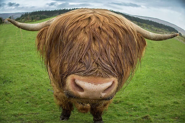 Great Britain, Scotland. Close-up of highland cow