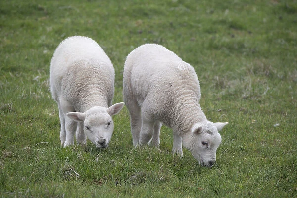 Great Britain, Shetland, Fair Isle. Shetland sheep, twin lambs