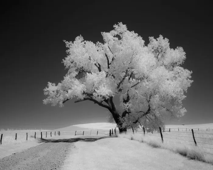 Framed Print : Great cottonwood tree in Flint Hills Framed Print : Great cottonwood tree in Flint Hills