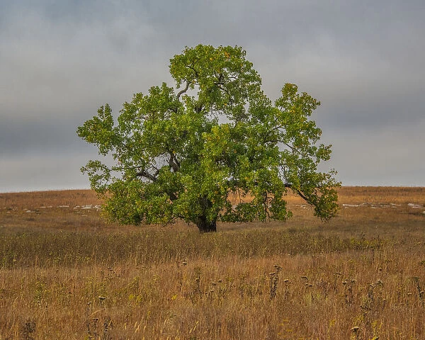 Great Cottonwood Tree in Kansas Flint Hills