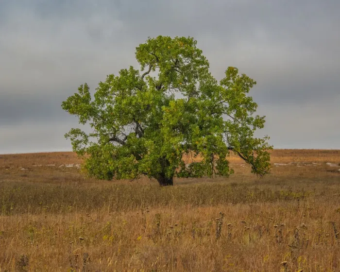 Framed Print : Great Cottonwood Tree in Kansas Flint Hills Framed Print : Great Cottonwood Tree in Kansas Flint Hills