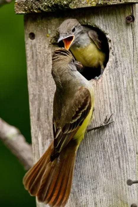 Framed Print : Great Crested Flycatcher Myiarchus crinitus Central Pennsylvania Habitat - Deciduous Forest Framed Print : Great Crested Flycatcher Myiarchus crinitus Central Pennsylvania Habitat - Deciduous Forest