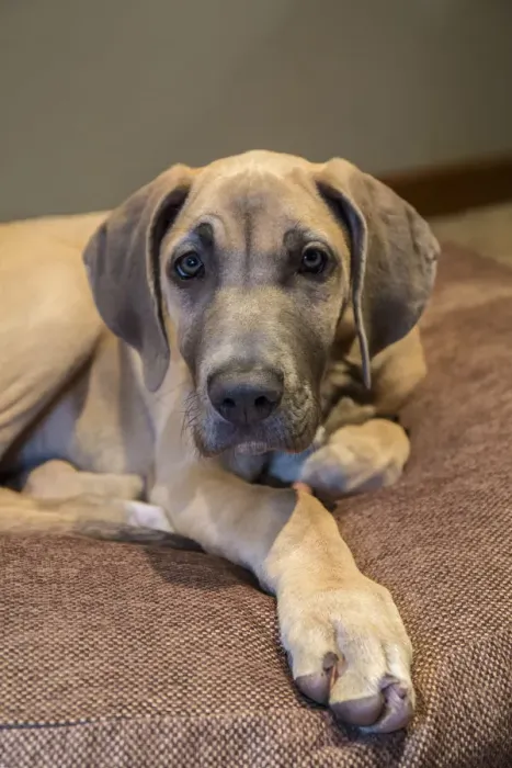 Framed Print : Great Dane puppy resting on her bed. (PR) Framed Print : Great Dane puppy resting on her bed. (PR)