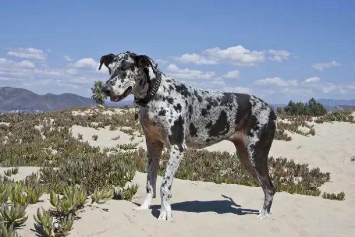 Framed Print : A Great Dane standing in sand at the Ventura Beach in California