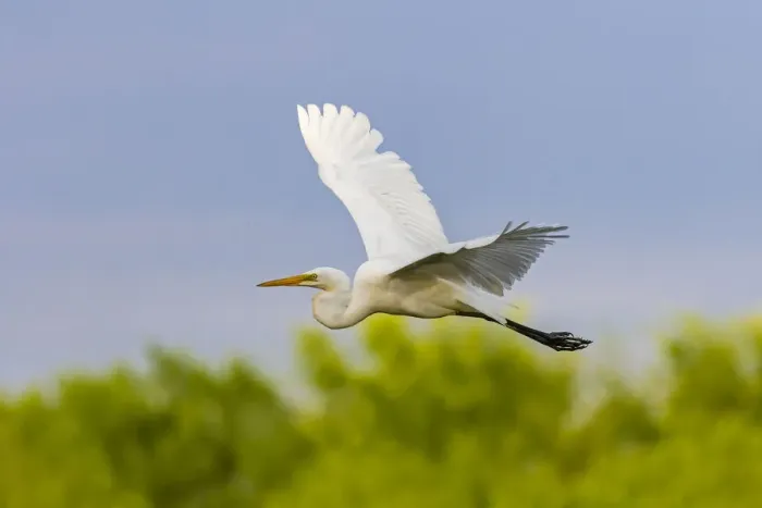 Framed Print : Great Egret (Ardea alba) Framed Print : Great Egret (Ardea alba)