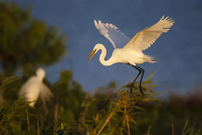 Framed Print : Great Egret (Ardea alba)