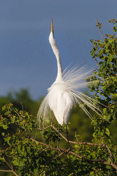 Great Egret (Ardea alba) adult displaying