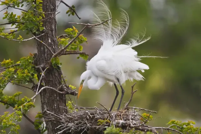 Framed Print : Great Egret (Ardea alba) adult at nest Framed Print : Great Egret (Ardea alba) adult at nest