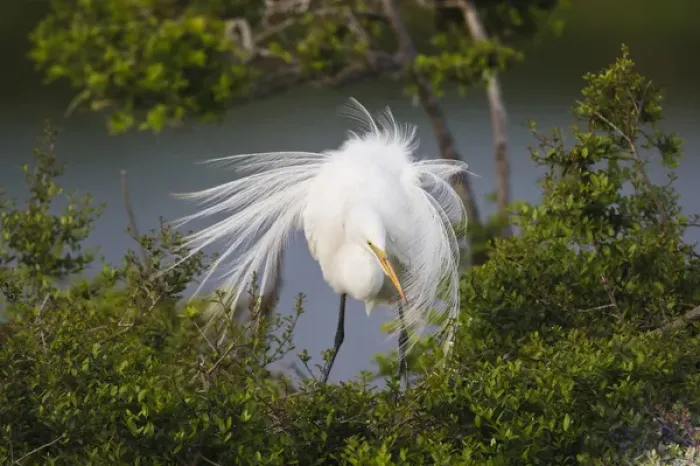 Framed Print : Great Egret (Ardea alba) adult at nest Framed Print : Great Egret (Ardea alba) adult at nest