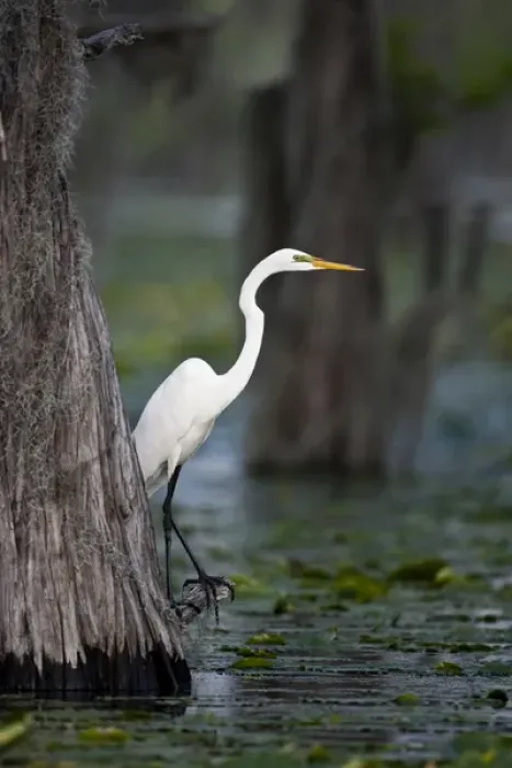 Framed Print : Great Egret (Ardea alba) on Caddo Lake, Texas